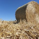 Potenziale liegen brach: Mehr als 20 Millionen Strohballen könnten rund 1