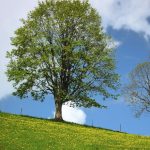 Die Nationale Klimaschutzinititive soll auch im Jahr 2015 fortgeführt werden und Kommunen dabei unterstützen