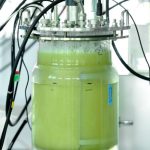 Bioreaktor: Archaeen verwandeln Wasserstoff in Biomethan.