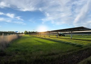 Visualisierung des Agri-Solarparks in Münster-Amelsbüren mit aufgeständerten Solarmodulen über landwirtschaftlicher Fläche; darunter wächst Getreide, ein Traktor fährt zwischen den Modulreihen bei tief stehender Sonne.